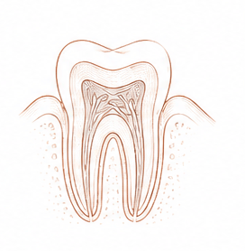 endodoncia — Centre Dental Basté
